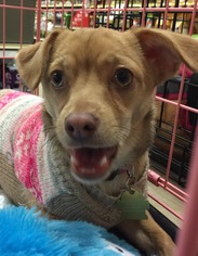 Medium Photo #1 Chiweenie Puppy For Sale in Fresno, CA, USA