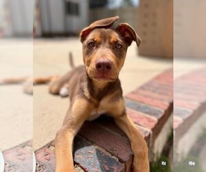 Vizsla Dogs for adoption in Menifee, CA, USA
