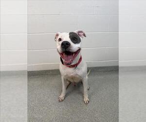 Mutt Dogs for adoption in Fort Collins, CO, USA