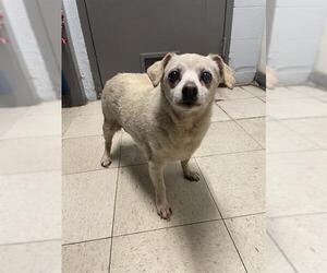 Chihuahua Dogs for adoption in Stockton, CA, USA