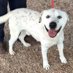 Dalmatian Dogs for adoption in Austin, TX, USA