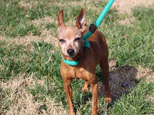 Miniature Pinscher Dogs for adoption in Charlotte, NC, USA