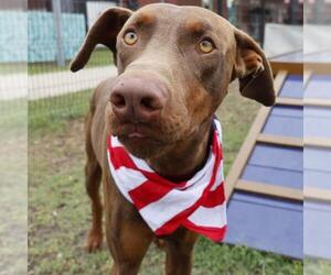 Doberman Pinscher-Unknown Mix Dogs for adoption in San Antonio, TX, USA