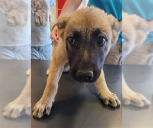 German Shepherd Dog-Unknown Mix Dogs for adoption in Plano, TX, USA
