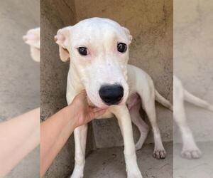 American Pit Bull Terrier-Unknown Mix Dogs for adoption in Oklahoma City, OK, USA