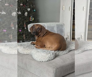 Redbone Coonhound-Unknown Mix Dogs for adoption in Westwood, NJ, USA