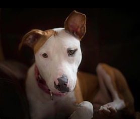 Bull Terrier Dogs for adoption in New York, NY, USA