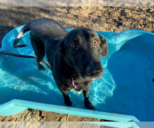 Labrador Retriever-Unknown Mix Dogs for adoption in Ocala, FL, USA