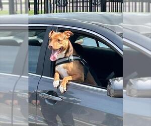 American Pit Bull Terrier Dogs for adoption in Stockton, CA, USA