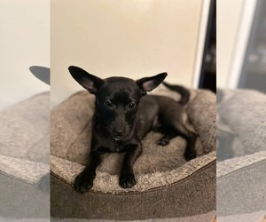 Mutt Dogs for adoption in Oakhurst, NJ, USA