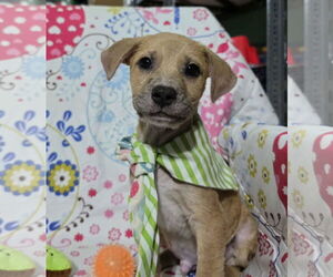Labrador Retriever-Unknown Mix Dogs for adoption in NYC, NY, USA