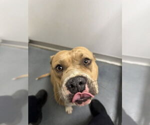 American Pit Bull Terrier Dogs for adoption in Glen Allen, VA, USA