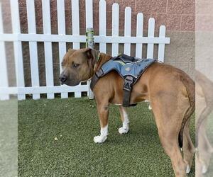 American Pit Bull Terrier-Unknown Mix Dogs for adoption in Modesto, CA, USA