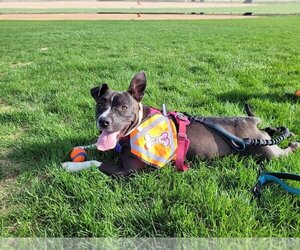 American Pit Bull Terrier-Labrador Retriever Mix Dogs for adoption in Evergreen, CO, USA