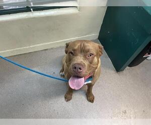 American Pit Bull Terrier-Unknown Mix Dogs for adoption in Pasadena, CA, USA