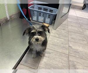 Mutt Dogs for adoption in Grand Prairie, TX, USA