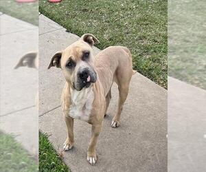 American Pit Bull Terrier Dogs for adoption in Downey, CA, USA