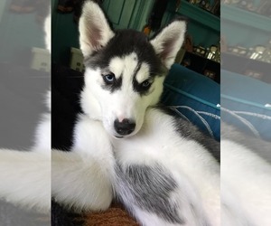 Medium Photo #1 Siberian Husky Puppy For Sale in Millersville, MD, USA