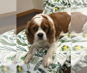Cavalier King Charles Spaniel Dogs for adoption in Sioux Falls, SD, USA
