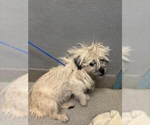 Mutt Dogs for adoption in Las Vegas, NV, USA