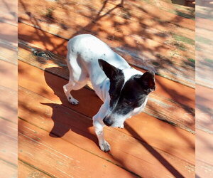 Rat Terrier Dogs for adoption in Atlanta, GA, USA