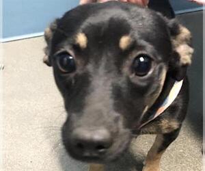 Chihuahua-Unknown Mix Dogs for adoption in Houston, TX, USA