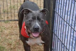 Small Staffordshire Bull Terrier