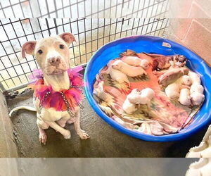 American Pit Bull Terrier-Unknown Mix Dogs for adoption in New Orleans, LA, USA