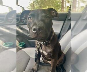 American Staffordshire Terrier-Unknown Mix Dogs for adoption in San Antonio, TX, USA