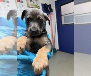 German Shepherd Dog-Unknown Mix Dogs for adoption in Bakersfield, CA, USA
