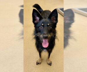 Australian Kelpie-Border Collie Mix Dogs for adoption in Derwood, MD, USA