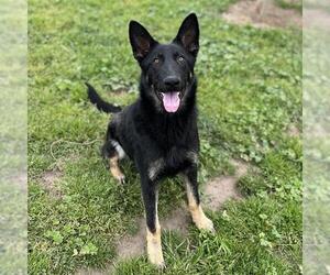German Shepherd Dog-Unknown Mix Dogs for adoption in Modesto, CA, USA