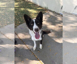 Border Collie Dogs for adoption in Princeton, MN, USA