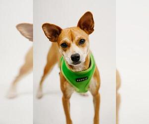 Raggle Dogs for adoption in Princeton, MN, USA