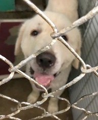 Great Pyrenees Dogs for adoption in Rockaway, NJ, USA