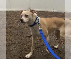 Chihuahua-Unknown Mix Dogs for adoption in Boston, MA, USA