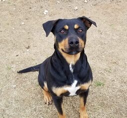 Medium Photo #1 Rottweiler Puppy For Sale in Longview, TX, USA