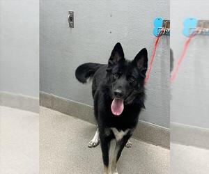 German Shepherd Dog-Unknown Mix Dogs for adoption in Las Vegas, NV, USA