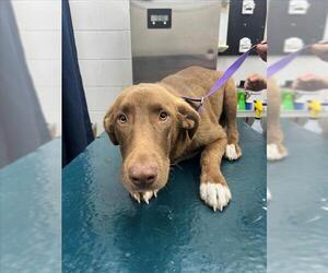Labrador Retriever-Unknown Mix Dogs for adoption in Mobile, AL, USA