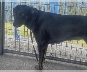 Labrottie Dogs for adoption in Houston, TX, USA