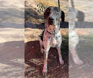 German Shorthaired Pointer Dogs for adoption in Globe, AZ, USA