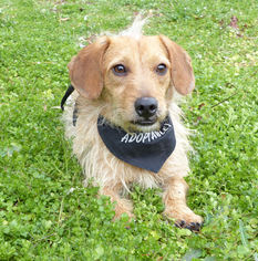 Dachshund-Unknown Mix Dogs for adoption in Mocksville, NC, USA