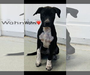 Labrador Retriever-Unknown Mix Dogs for adoption in Sterling, MA, USA