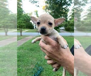 Chiweenie Dogs for adoption in Pacolet, SC, USA