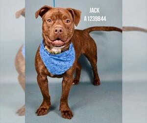 Mutt Dogs for adoption in Bakersfield, CA, USA