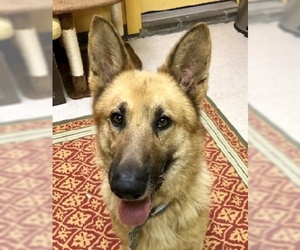 German Shepherd Dog Dogs for adoption in Madison, IN, USA