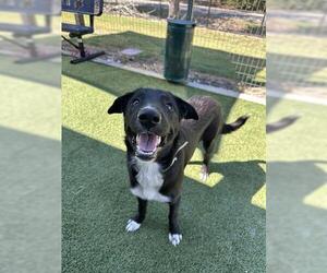 Labrador Retriever-Unknown Mix Dogs for adoption in Houston, TX, USA