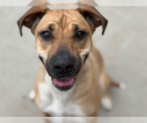 American Pit Bull Terrier-Unknown Mix Dogs for adoption in Tulsa, OK, USA