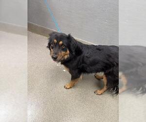 Australian Shepherd-Unknown Mix Dogs for adoption in Las Vegas, NV, USA