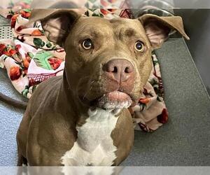American Pit Bull Terrier-Unknown Mix Dogs for adoption in Orange, CA, USA